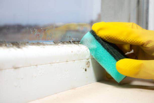 Best Home Mold Removal  in Montgomeryville, PA