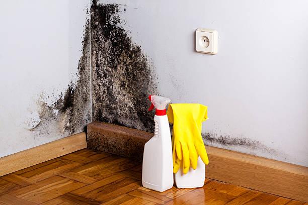Best Local Mold Removal Service  in Montgomeryville, PA